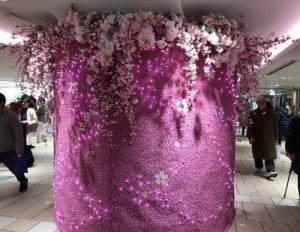 吉祥寺桜?